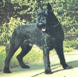 Энциклопедия собаки. Рабочие собаки - i_070.jpg