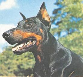 Энциклопедия собаки. Рабочие собаки - i_071.jpg