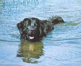 Энциклопедия собаки. Рабочие собаки - i_081.jpg