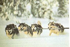 Энциклопедия собаки. Рабочие собаки - i_082.jpg