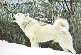 Энциклопедия собаки. Рабочие собаки - i_083.jpg