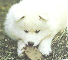 Энциклопедия собаки. Рабочие собаки - i_085.jpg