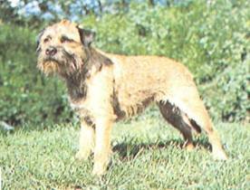 Энциклопедия собаки. Рабочие собаки - i_109.jpg