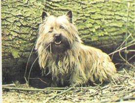 Энциклопедия собаки. Рабочие собаки - i_111.jpg