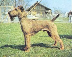 Энциклопедия собаки. Рабочие собаки - i_113.jpg