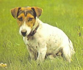 Энциклопедия собаки. Рабочие собаки - i_114.jpg