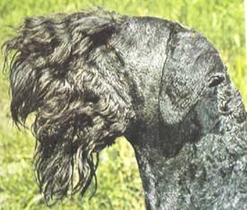 Энциклопедия собаки. Рабочие собаки - i_115.jpg