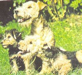 Энциклопедия собаки. Рабочие собаки - i_116.jpg