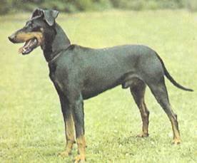 Энциклопедия собаки. Рабочие собаки - i_117.jpg