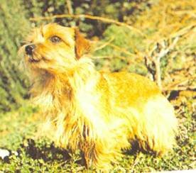 Энциклопедия собаки. Рабочие собаки - i_118.jpg