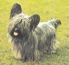 Энциклопедия собаки. Рабочие собаки - i_123.jpg