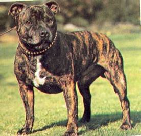 Энциклопедия собаки. Рабочие собаки - i_125.jpg