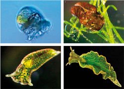 Журнал "Компьютерра" №763-764 - _763-8.jpg