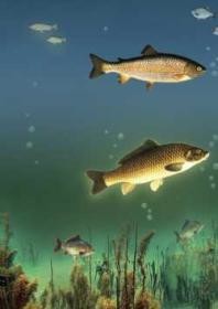 Книга Водоем – кормилец