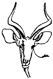 Следы невиданных зверей - i_08.png