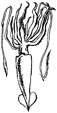 Следы невиданных зверей - i_48.png