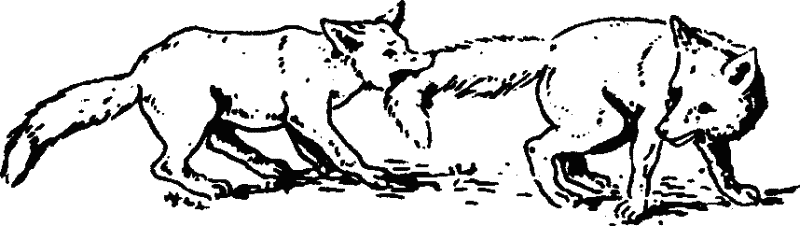 Основы зоопсихологии - i_001.png