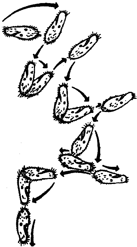 Основы зоопсихологии - i_028.png